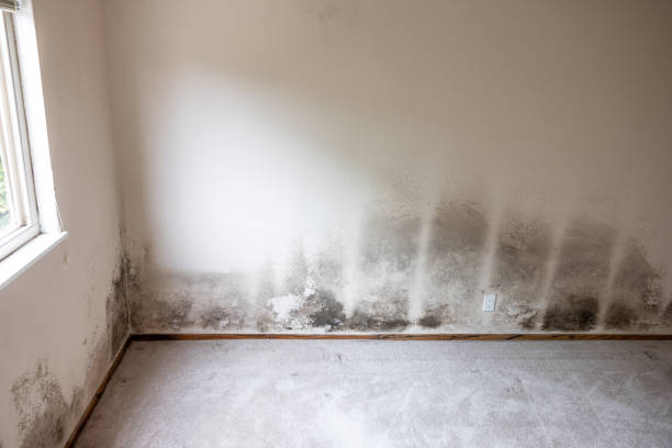 Mold Remediation for Vacation Homes in Appomattox, VA